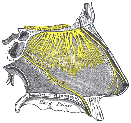 Olfactory mucosa demonstrating close proximity to brain emphaasizing the nsoe brain pathway